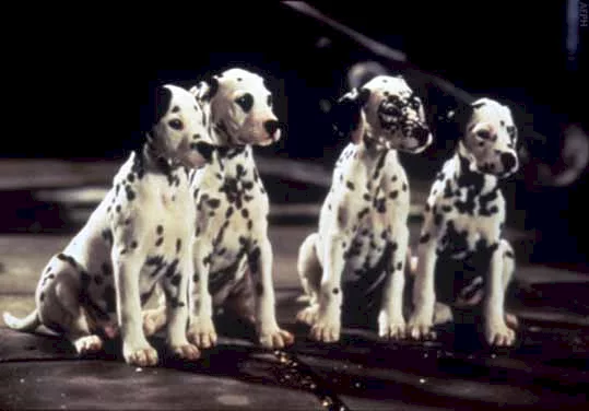 Photo 3 du film : Les 101 dalmatiens