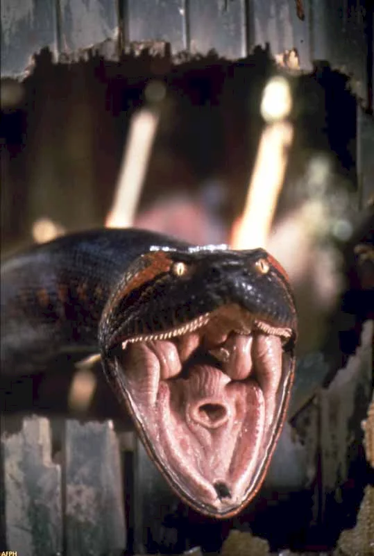 Photo 7 du film : Anaconda le prédateur