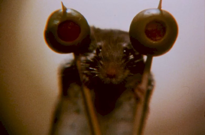 Photo du film : La souris
