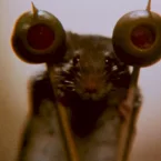 Photo du film : La souris