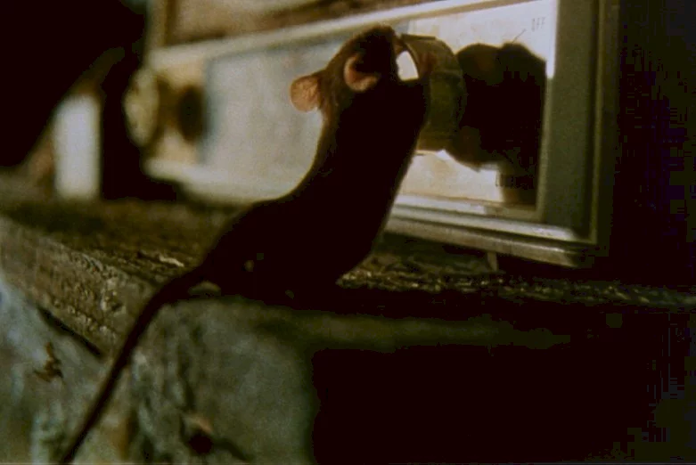 Photo 4 du film : La souris