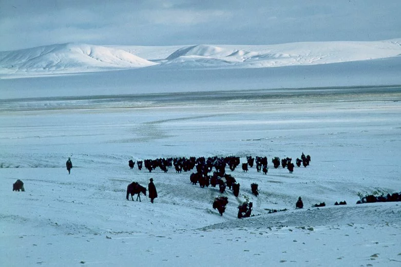 Photo du film : La route du sel