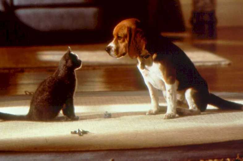 Photo du film : Comme chiens et chats