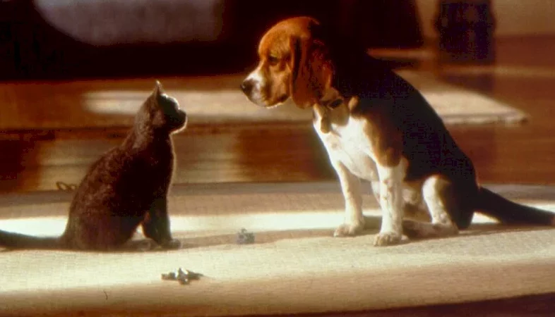 Photo du film : Comme chiens et chats