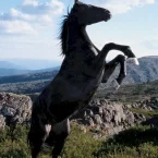 Photo du film : Trois chevaux, trois destins