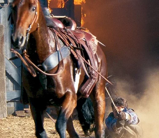 Photo du film : Trois chevaux, trois destins
