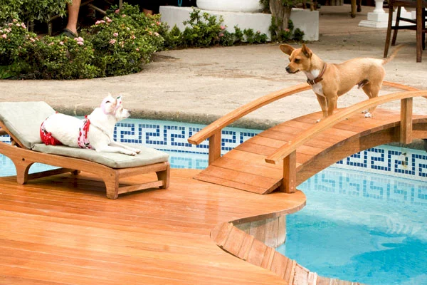 Photo 4 du film : Le Chihuahua de Beverly Hills