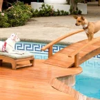 Photo du film : Le Chihuahua de Beverly Hills
