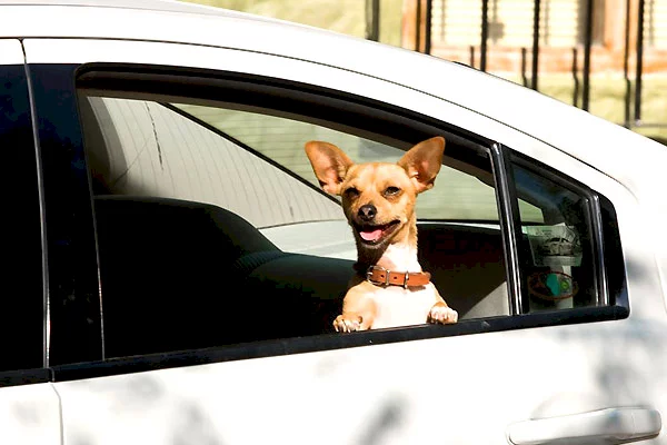 Photo du film : Le Chihuahua de Beverly Hills