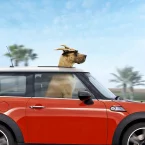 Photo du film : Marmaduke