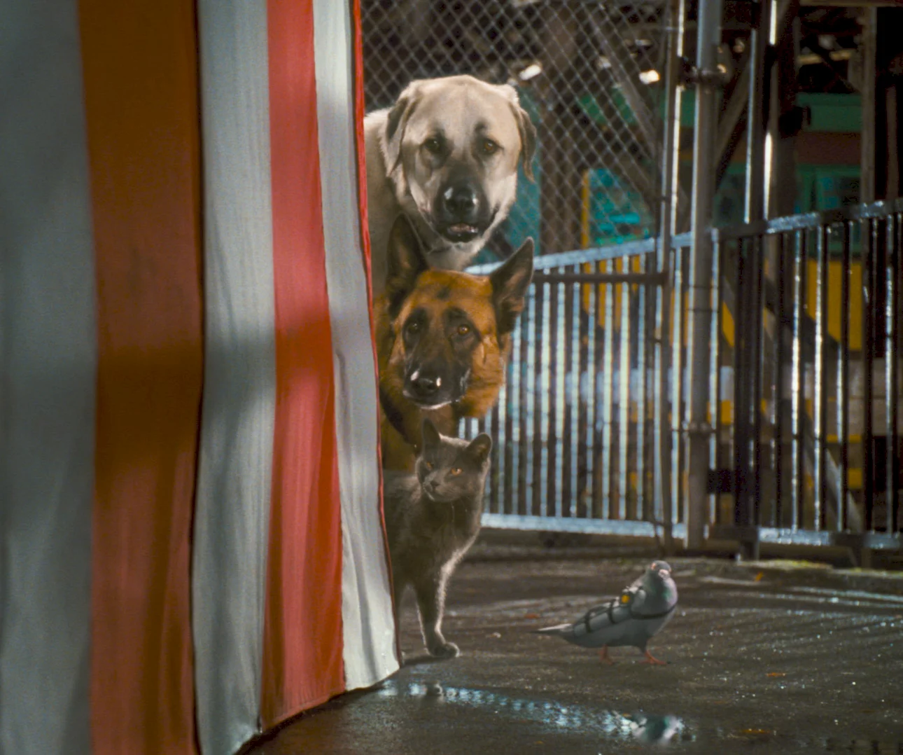 Photo 3 du film : Comme chiens et chats - La Revanche de Kitty Galore 