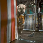 Photo du film : Comme chiens et chats - La Revanche de Kitty Galore 