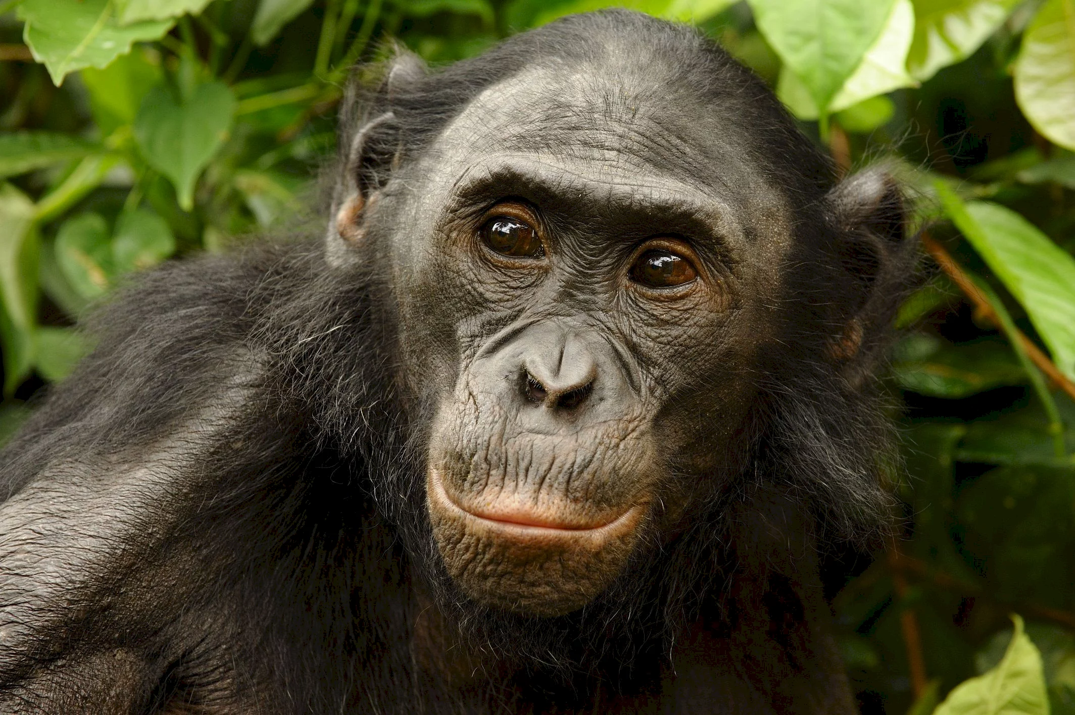 Photo 16 du film : Bonobos