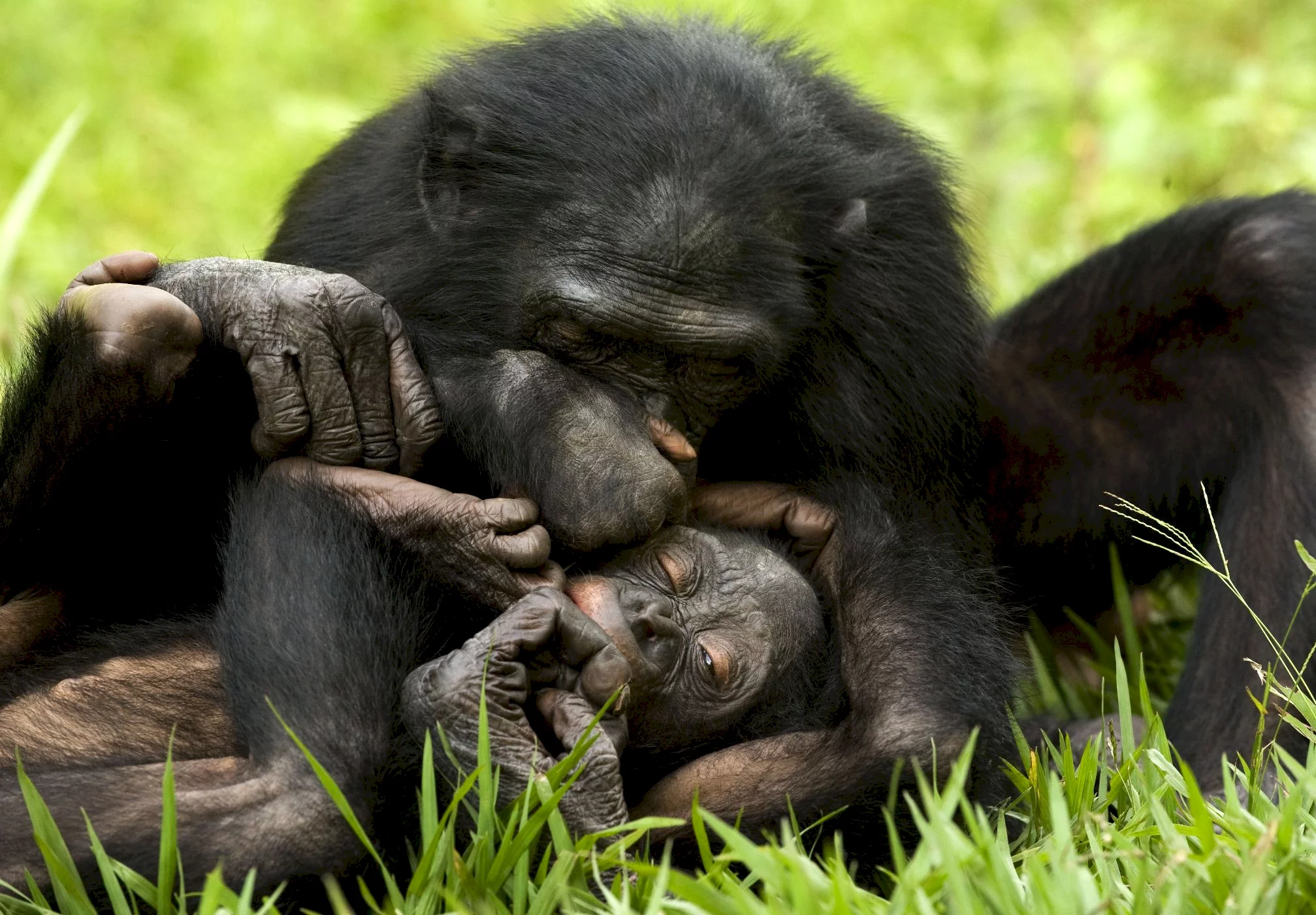 Photo 4 du film : Bonobos
