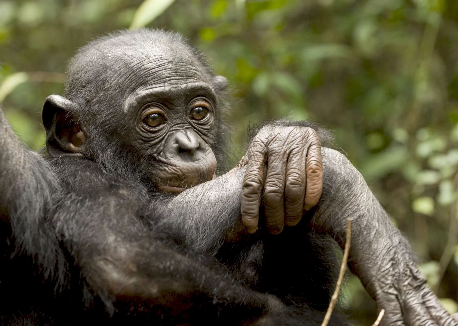 Photo 5 du film : Bonobos