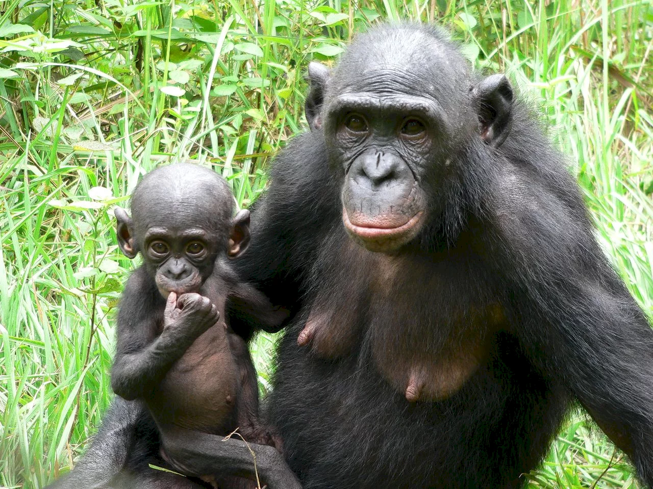 Photo 6 du film : Bonobos
