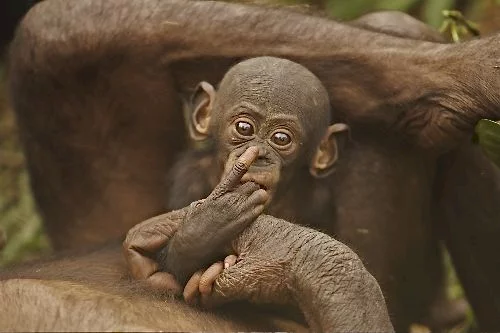 Photo 8 du film : Bonobos