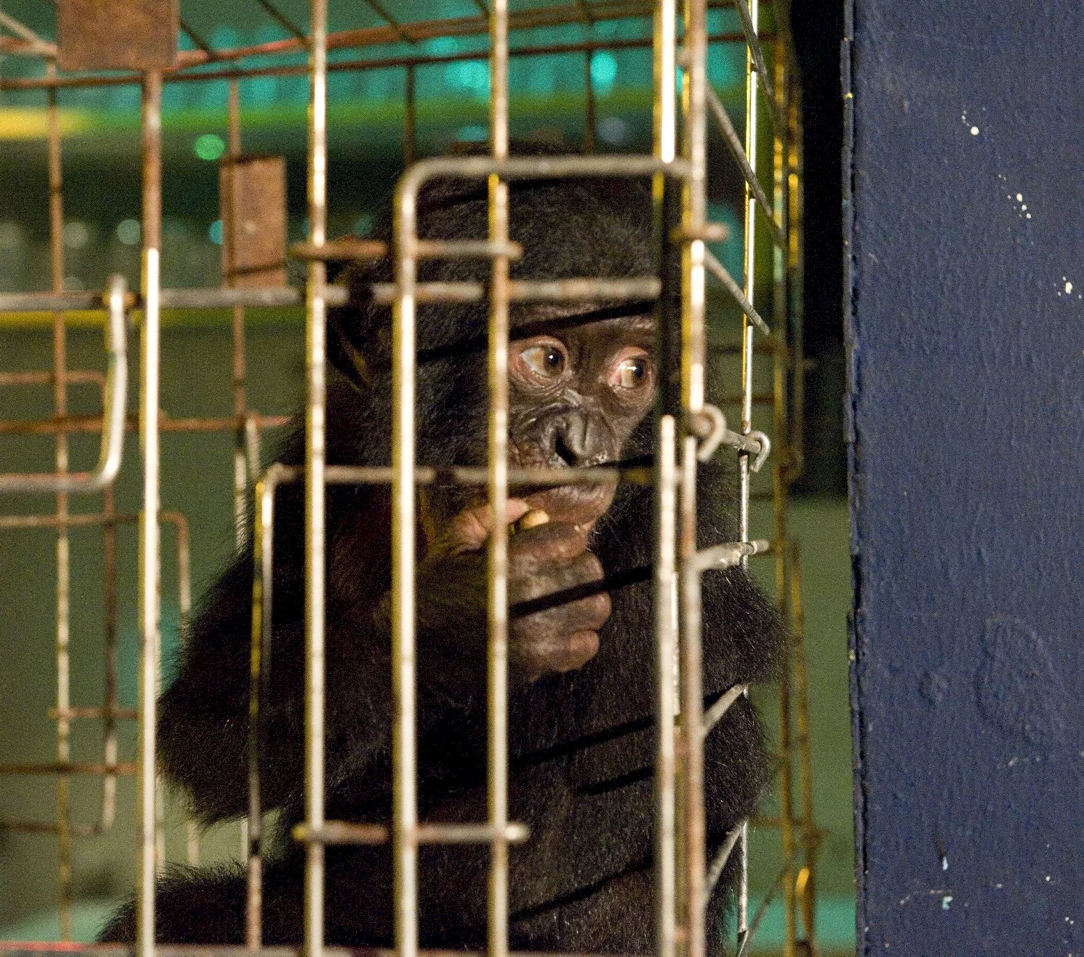 Photo 9 du film : Bonobos