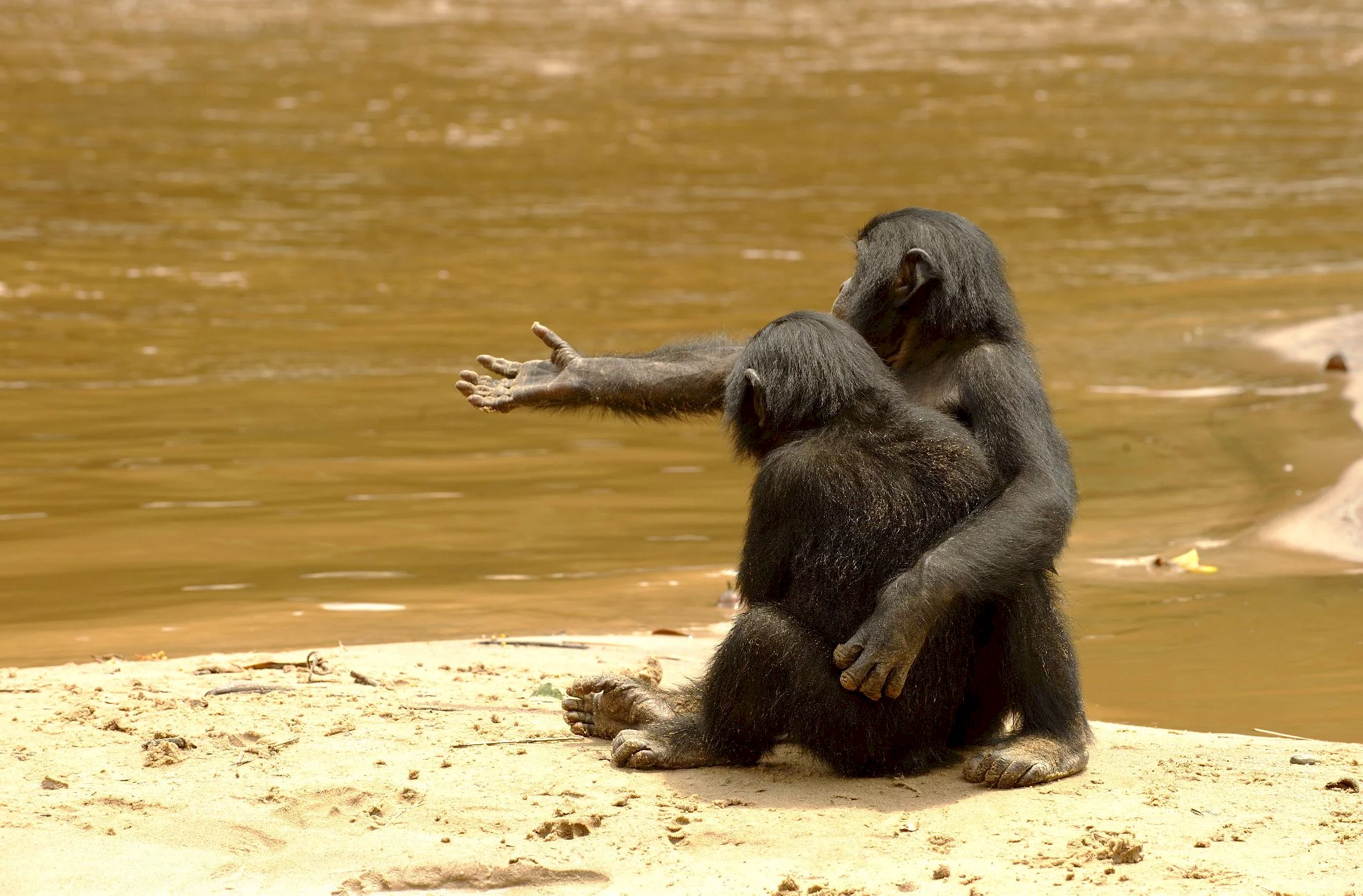 Photo 10 du film : Bonobos
