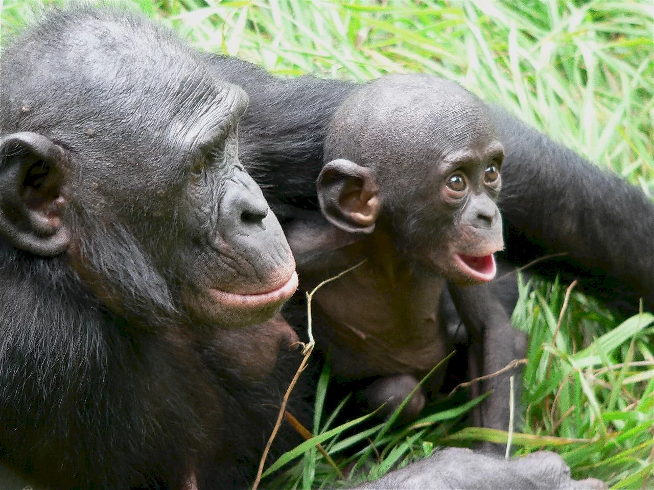 Photo 13 du film : Bonobos