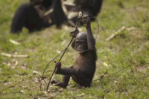 Photo 14 du film : Bonobos