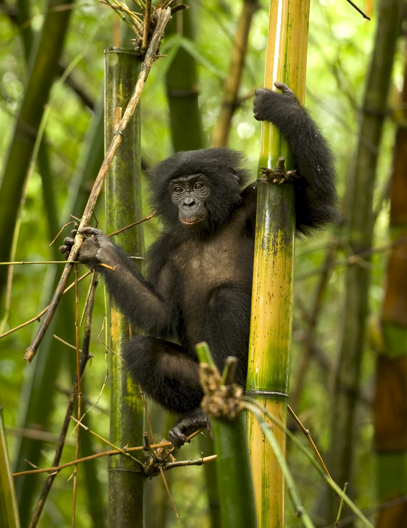 Photo 15 du film : Bonobos