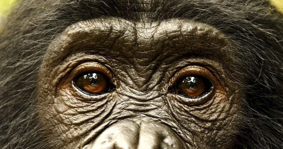 Photo 19 du film : Bonobos