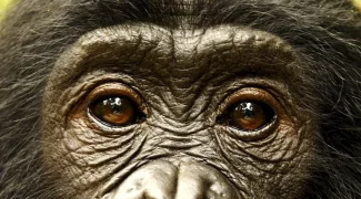 Affiche du film : Bonobos