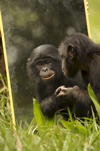 Photo 18 du film : Bonobos