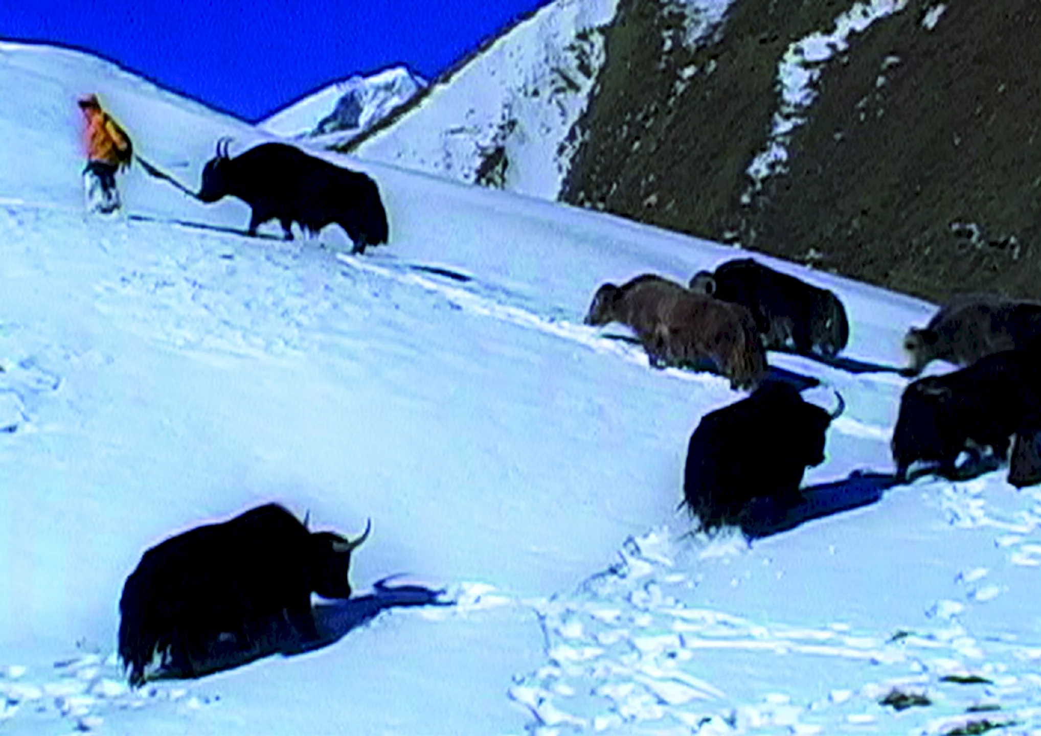 Photo 3 du film : La Traversée du Zanskar