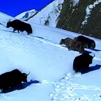 Photo du film : La Traversée du Zanskar