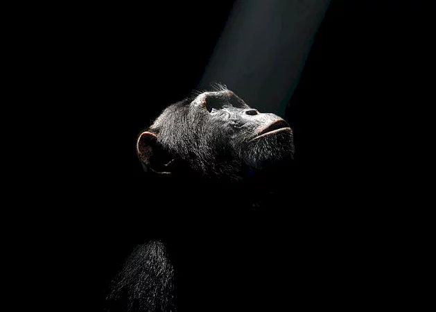 Photo du film : Chimpanzés