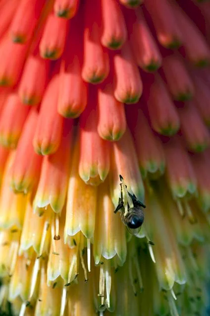 Photo 3 du film : Pollen
