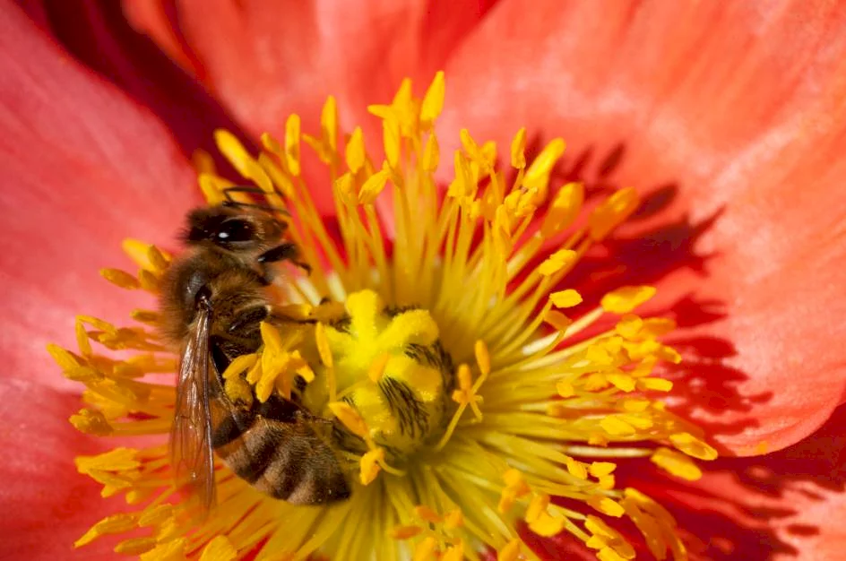 Photo 4 du film : Pollen