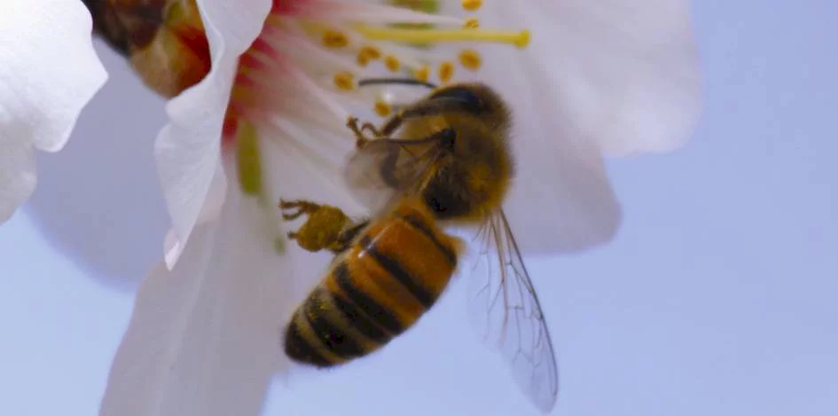 Photo 8 du film : Pollen