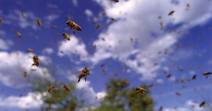 Photo 9 du film : Pollen