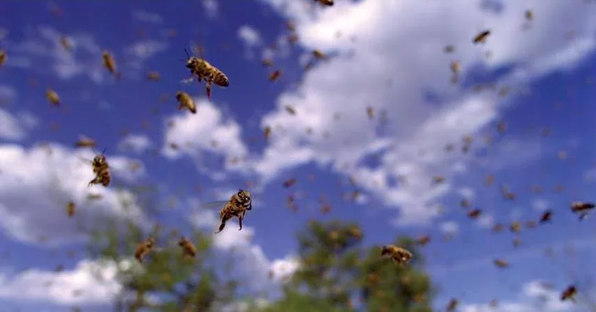 Photo du film : Pollen