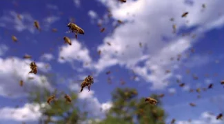 Affiche du film : Pollen