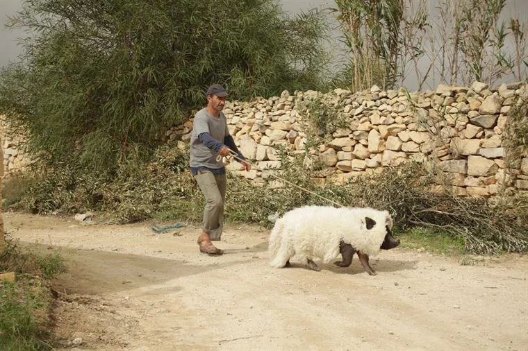 Photo 5 du film : Le cochon de Gaza