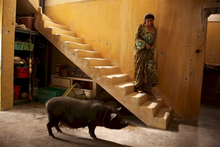 Photo du film : Le cochon de Gaza