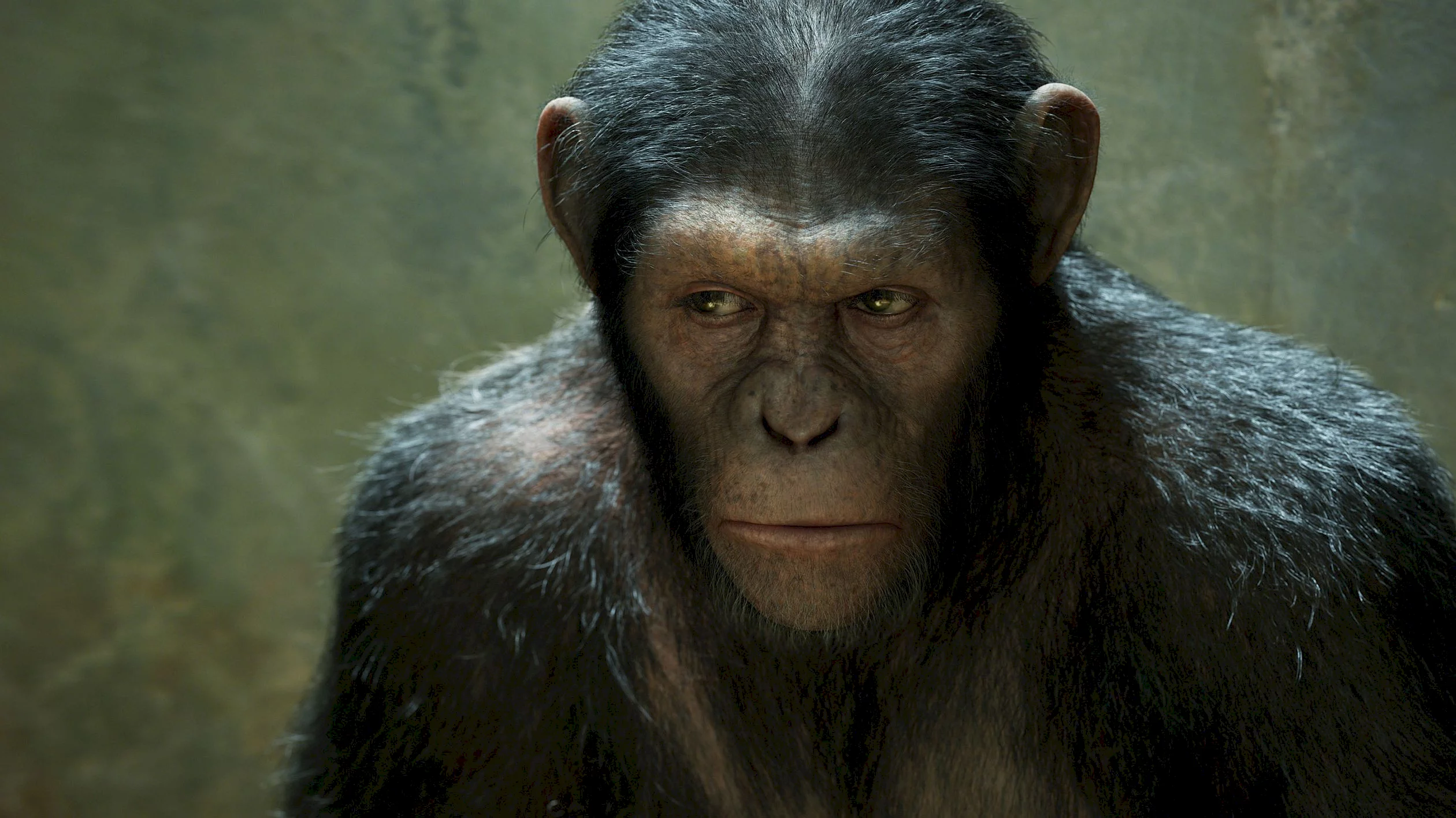 Photo 5 du film : La planète des singes : les origines 