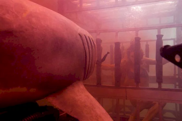 Photo 2 du film : Shark 3D