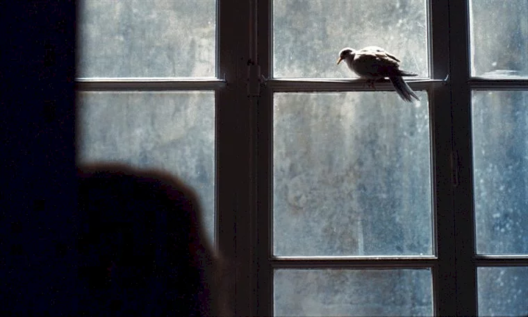 Photo du film : L'oiseau