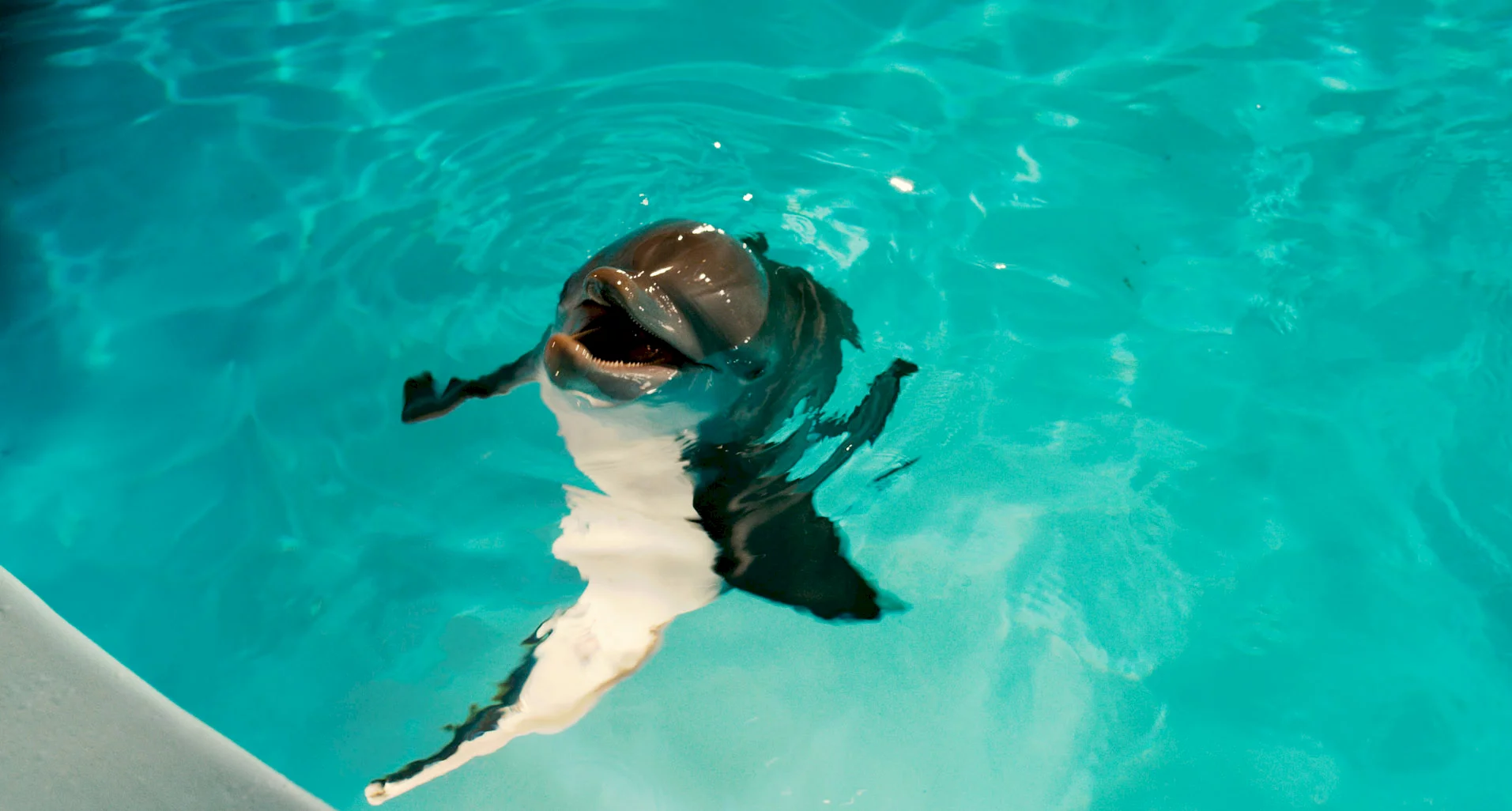 Photo du film : L'incroyable histoire de Winter le dauphin