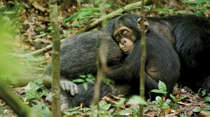 Photo 2 du film : Chimpanzés