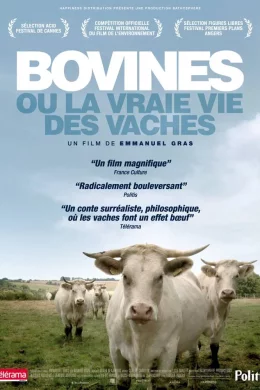 Affiche du film Bovines