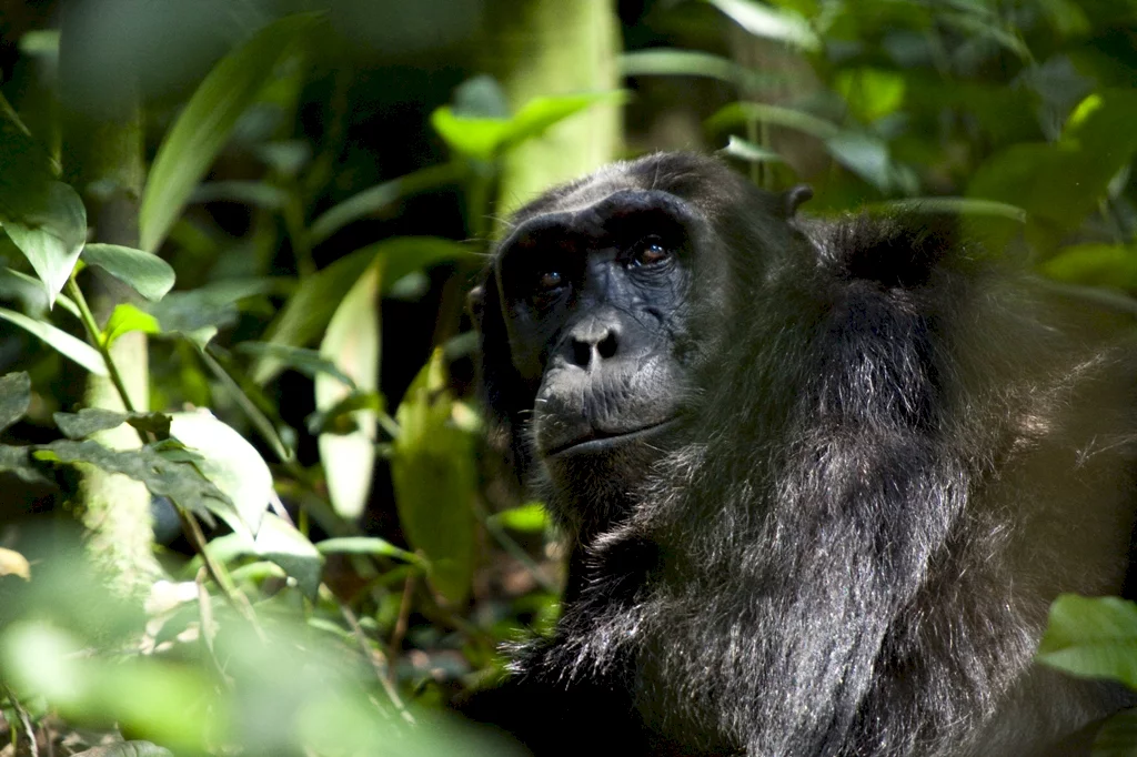 Photo 3 du film : Chimpanzés