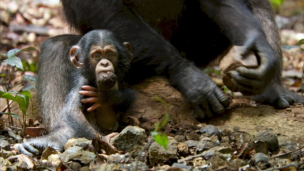 Photo 5 du film : Chimpanzés