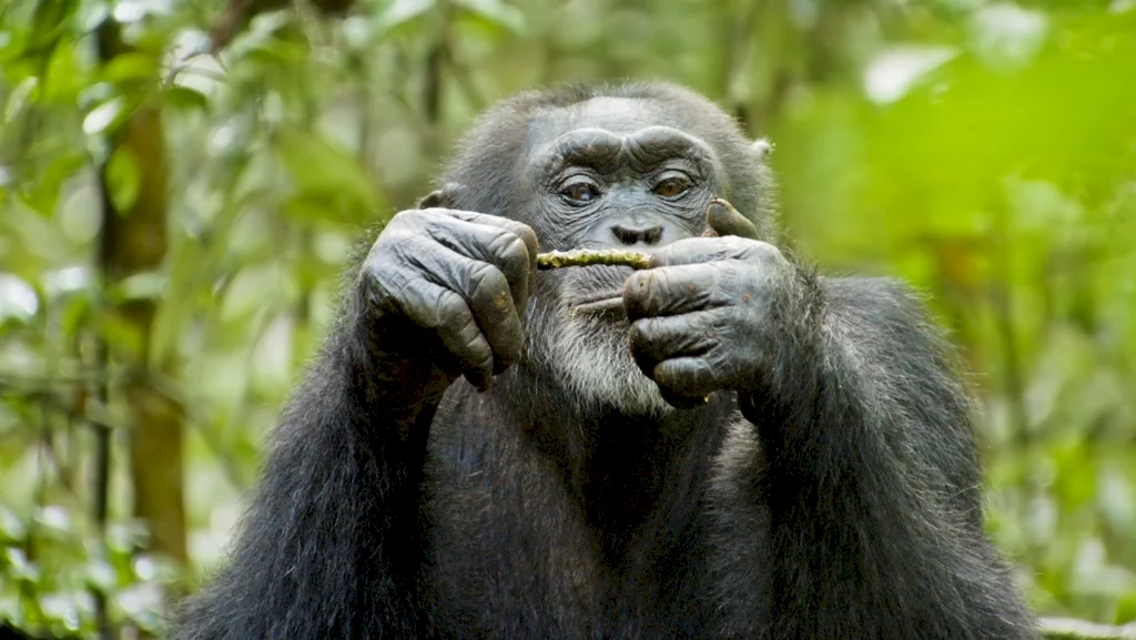 Photo 6 du film : Chimpanzés
