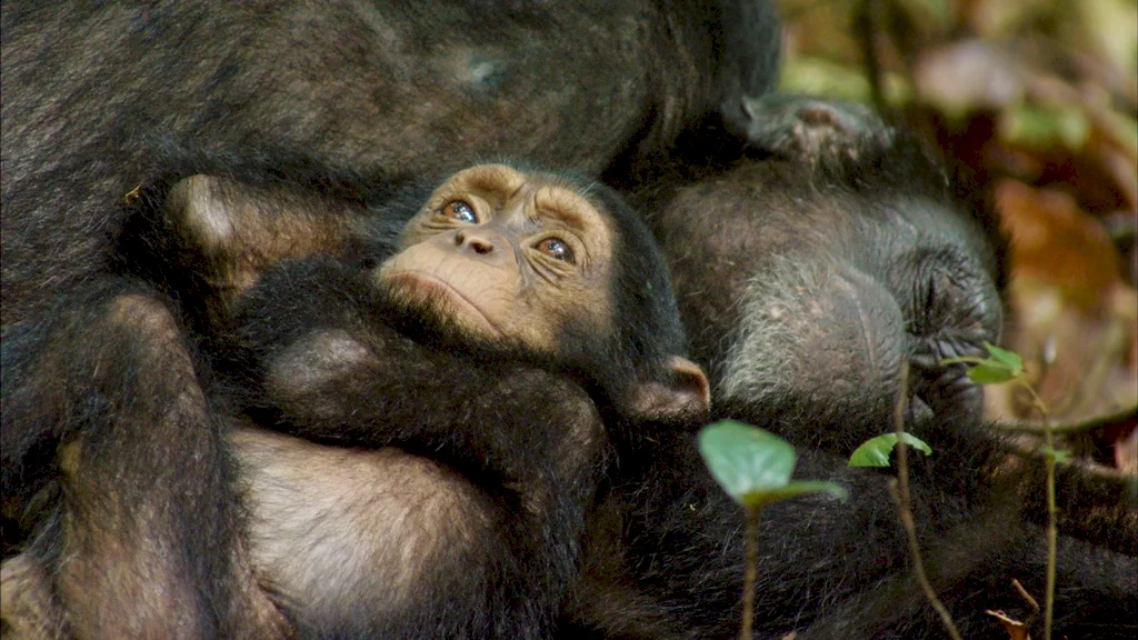 Photo 7 du film : Chimpanzés